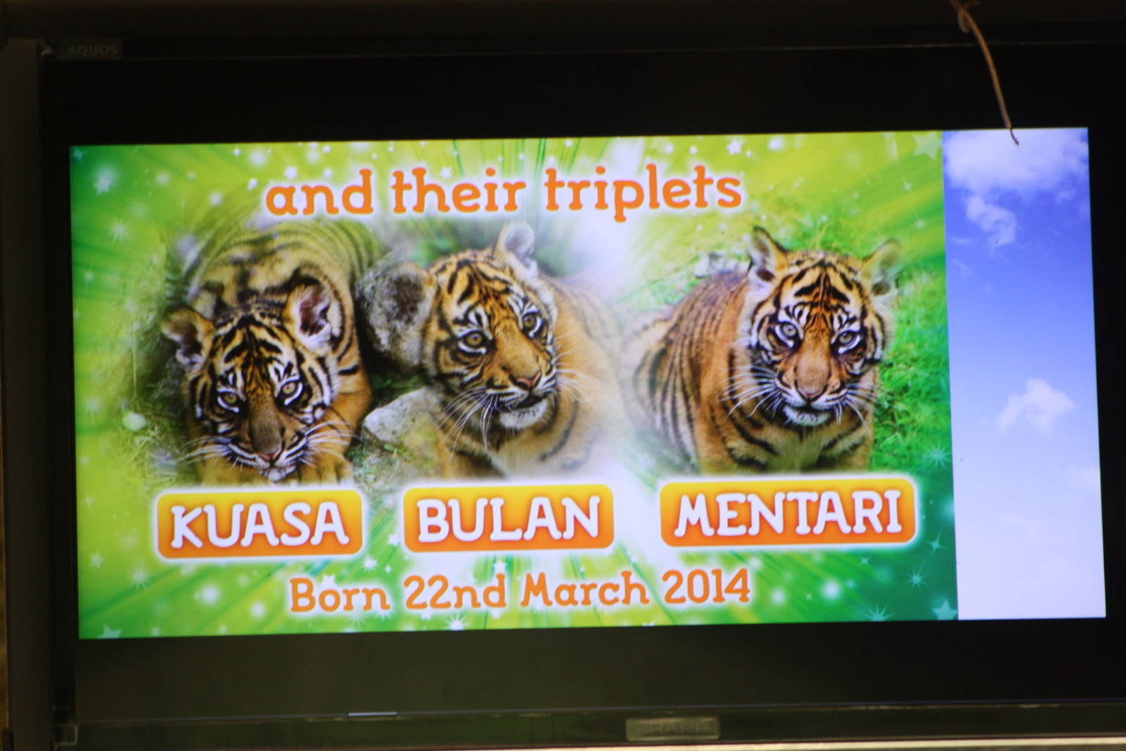 Tiger television screen, 27th October 2014