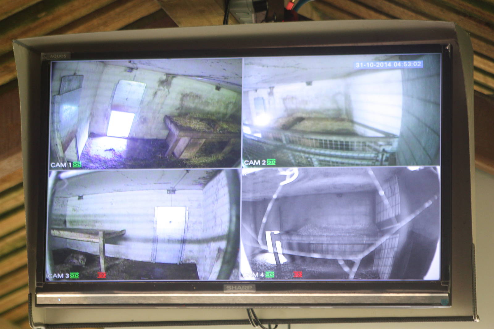 Tiger television screen, 27th October 2014