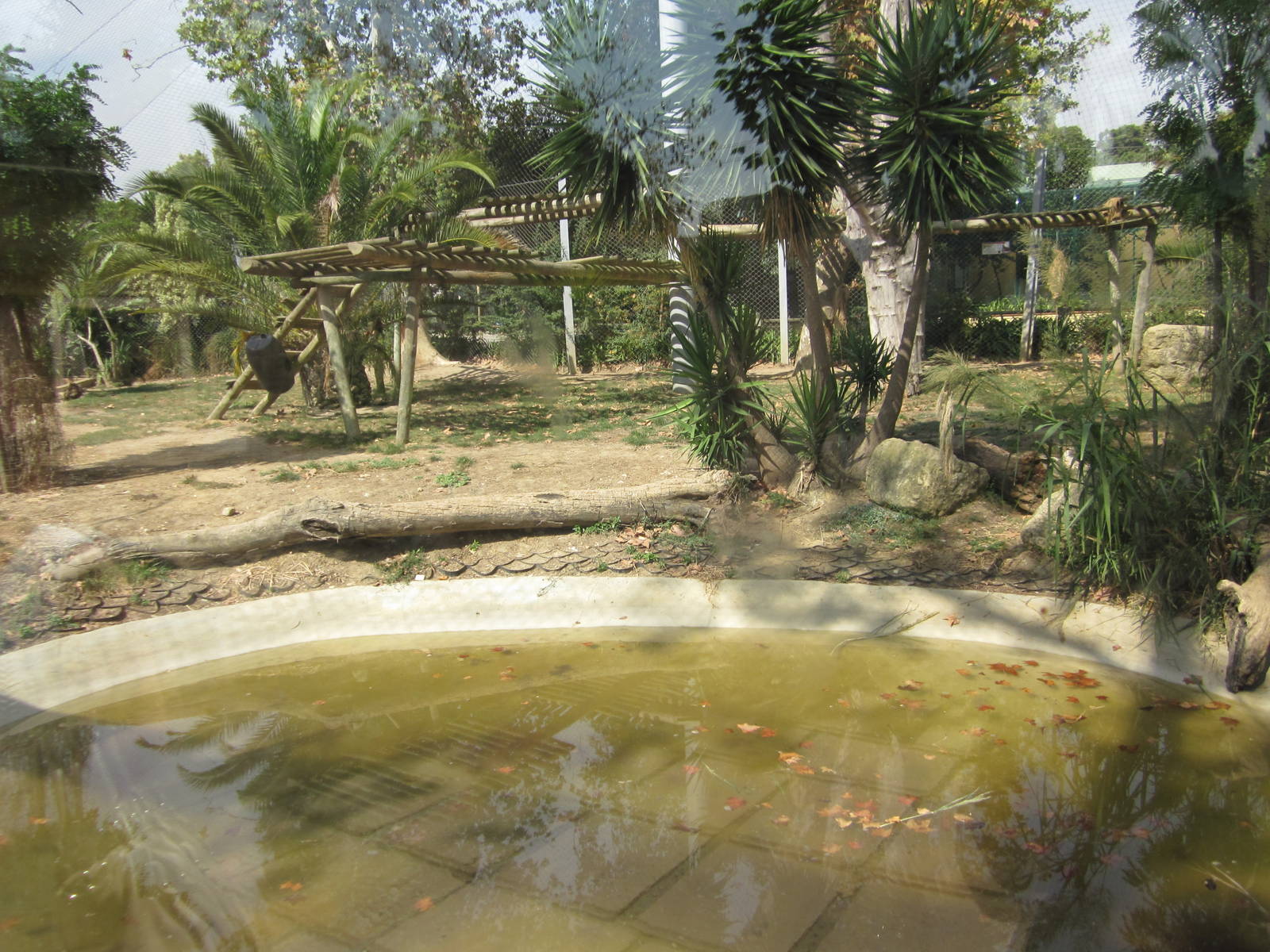 Tiger Temple at Lisbon Zoo