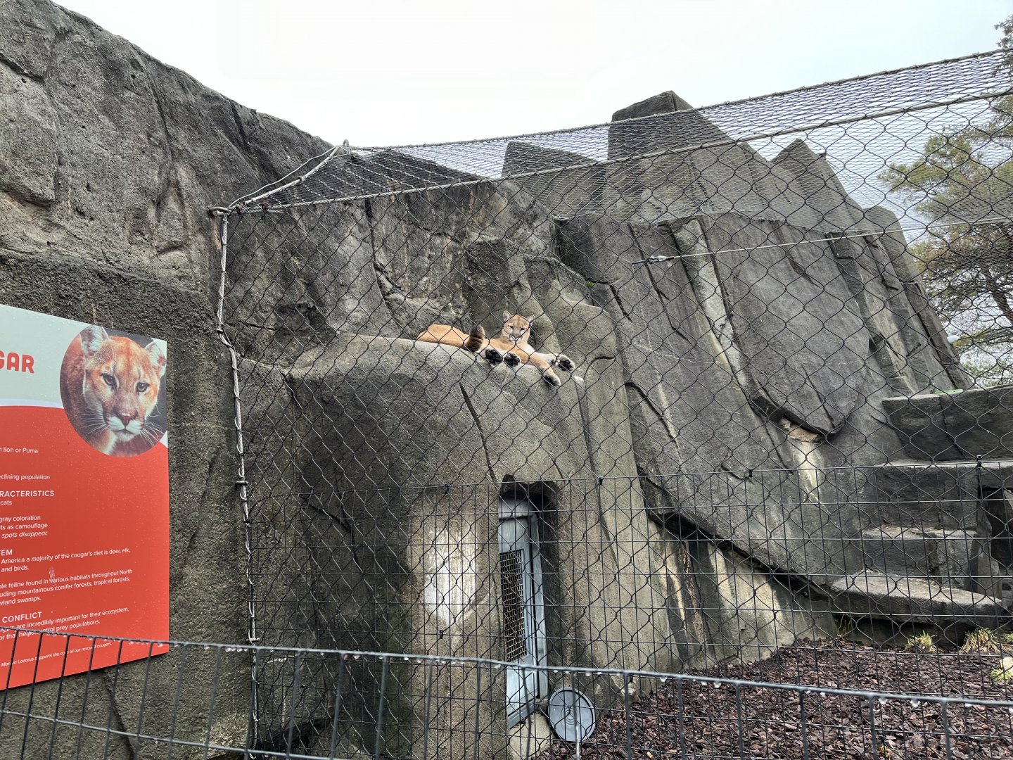 Tiger Terrace - Cougar Exhibit