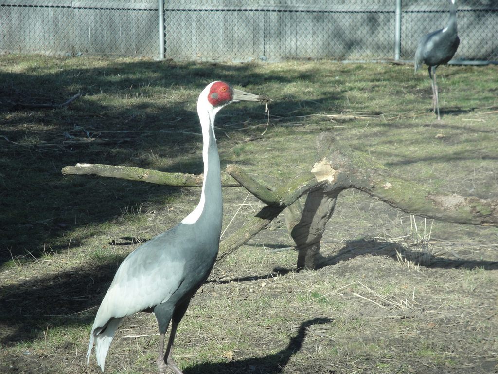 Tiger Terrace - White-naped Crane