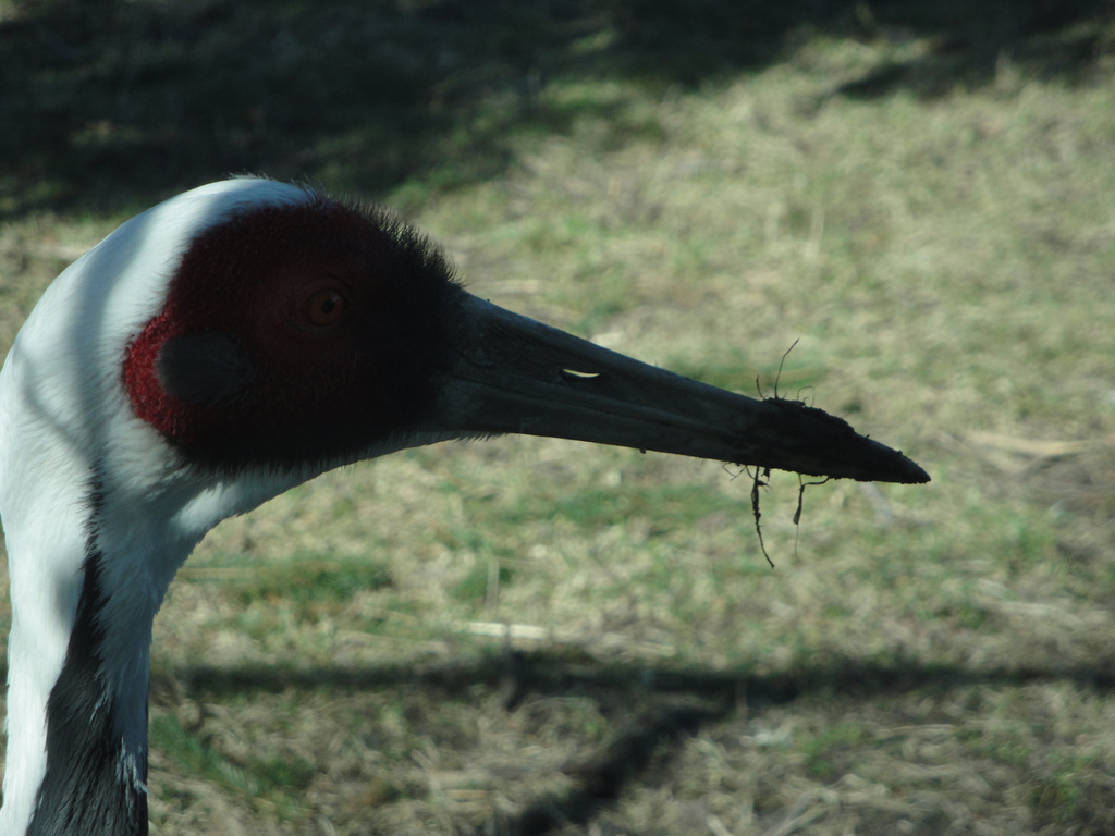 Tiger Terrace - White-naped Crane