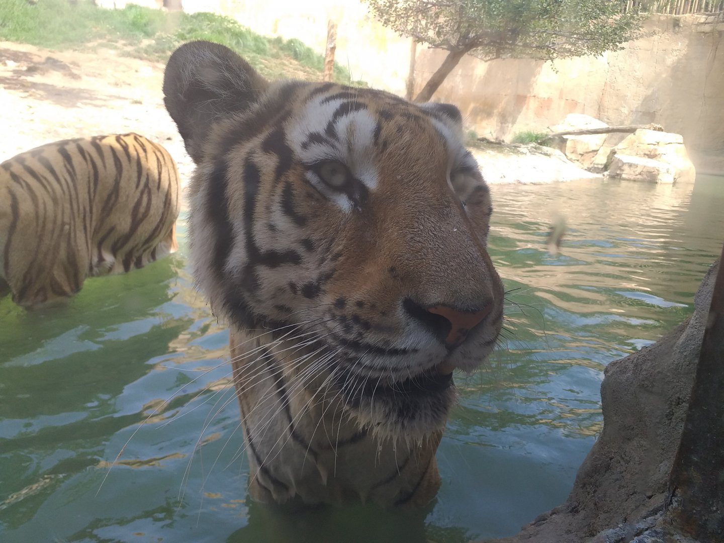 Tiger -TerraNatura Benidorm (2021)