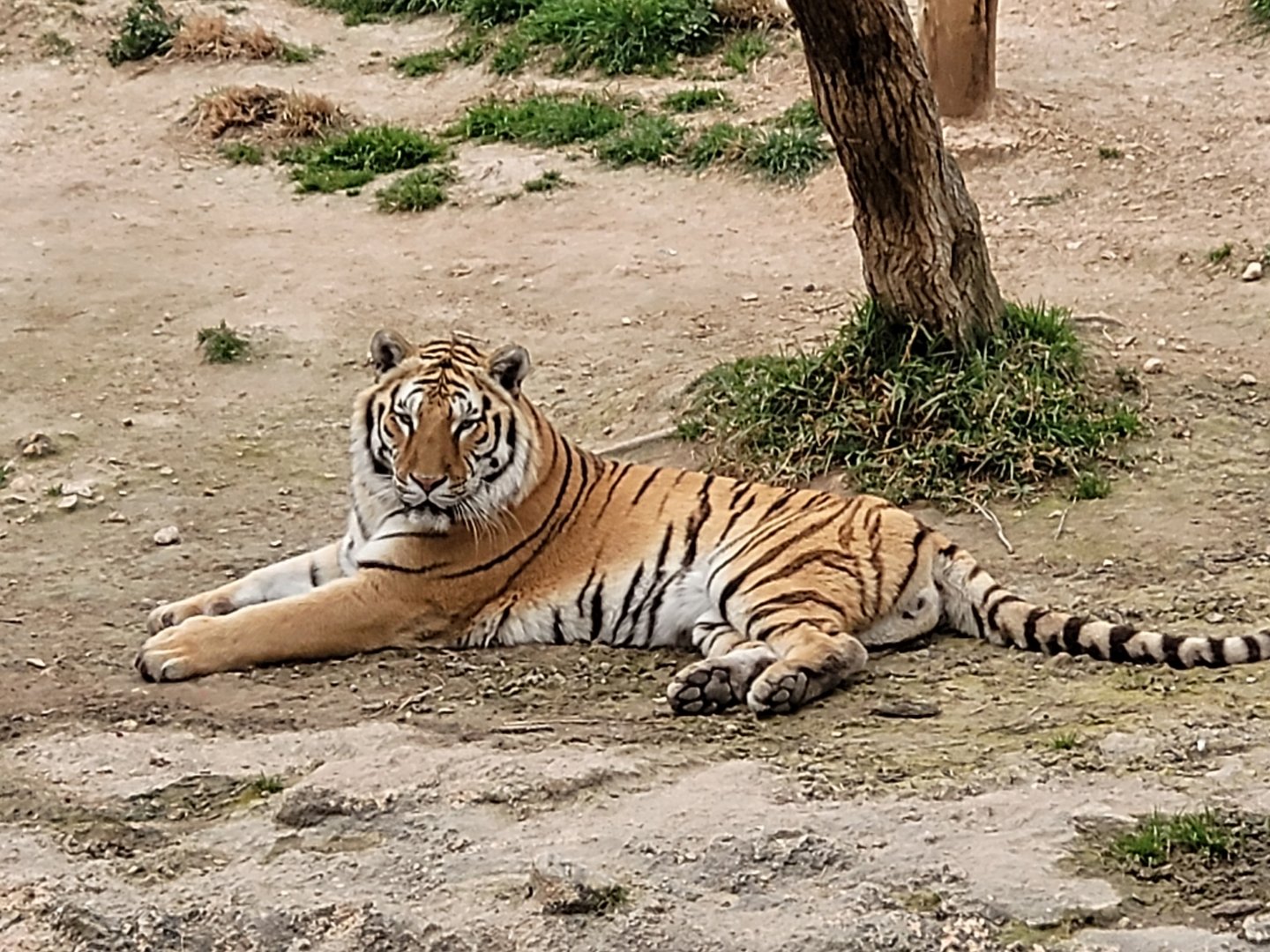 Tiger -TerraNatura Benidorm (2022)
