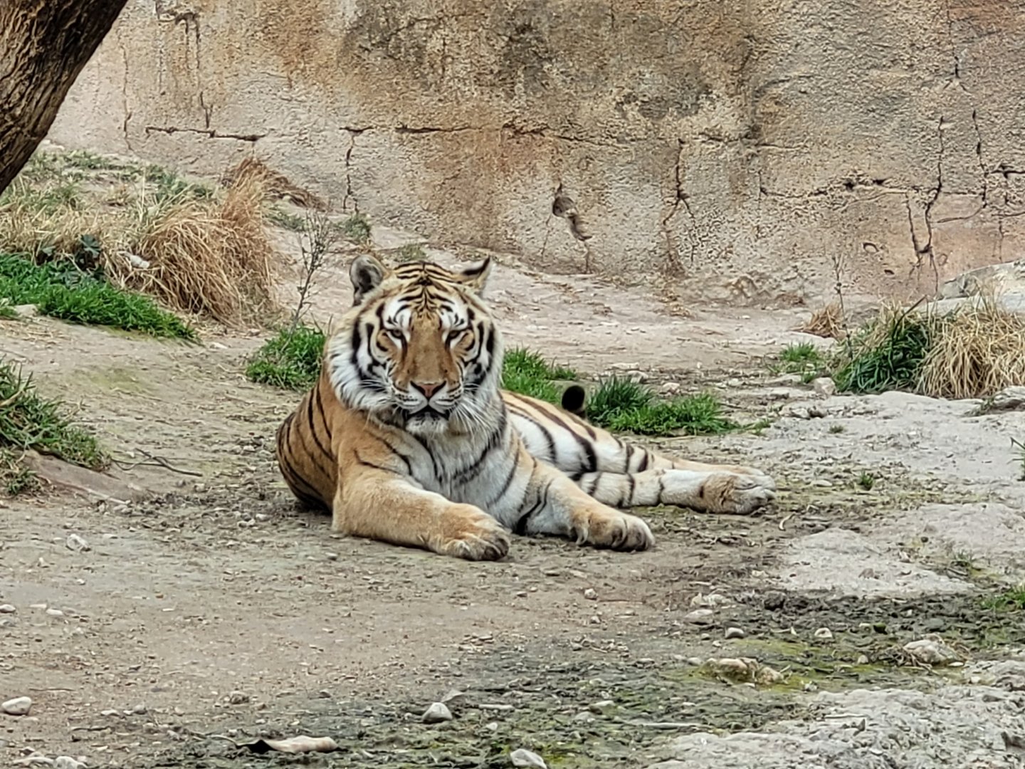 Tiger -TerraNatura Benidorm (2022)