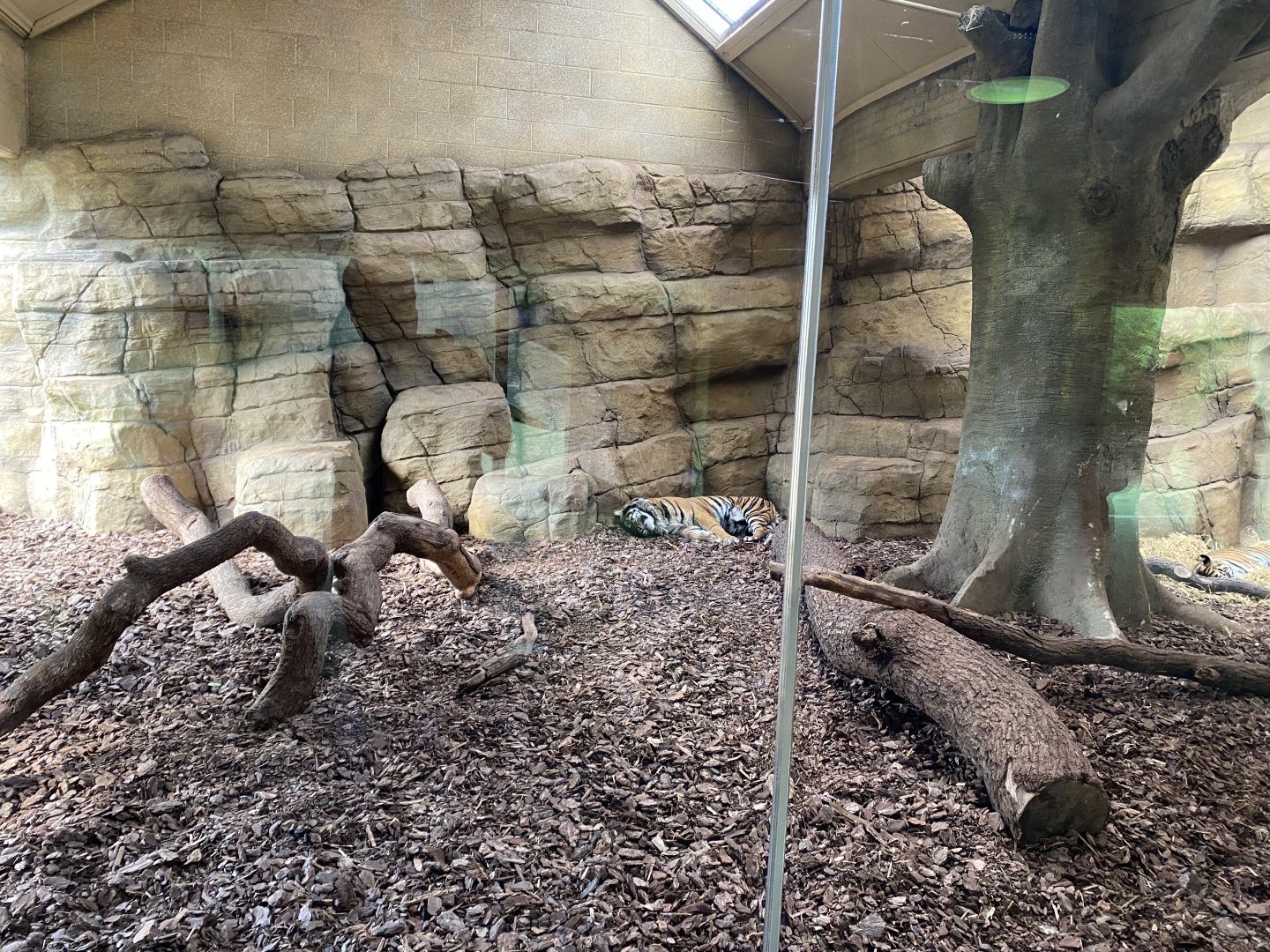 Tiger Territory 180322