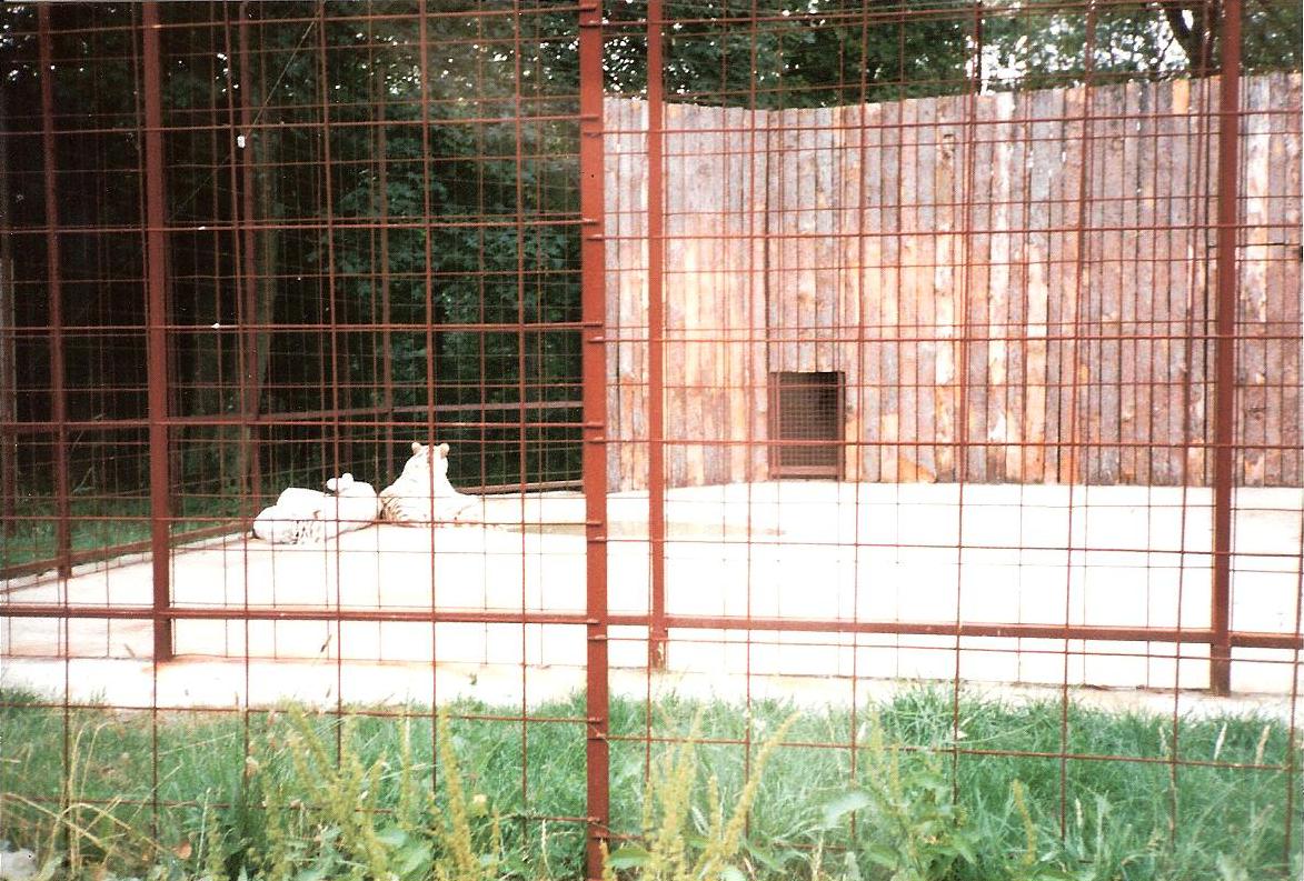 Tiger Territory - July 1989