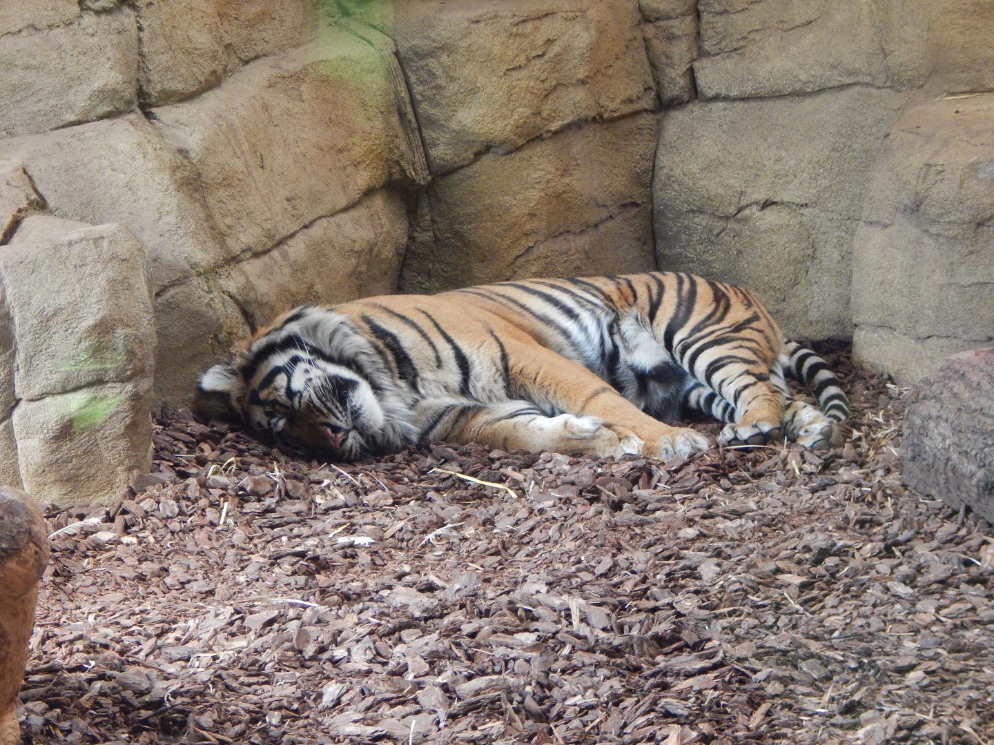 Tiger Territory - Sumatran tiger 180322