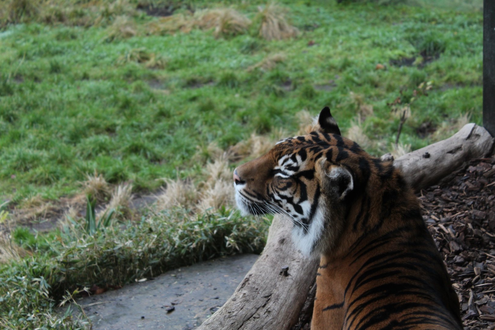 Tiger Territory: Sumatran Tiger