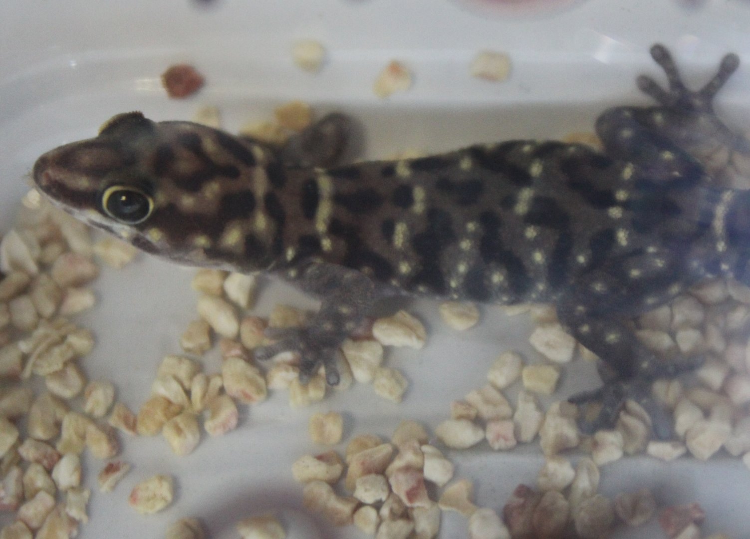 Tiger thick-toed gecko - Pachydactylus tigrinus