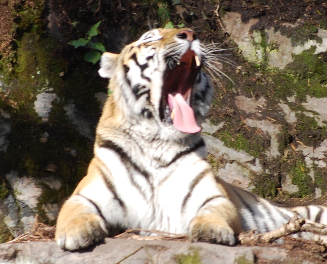 Tiger, Tiger World Kolmarden Zoo