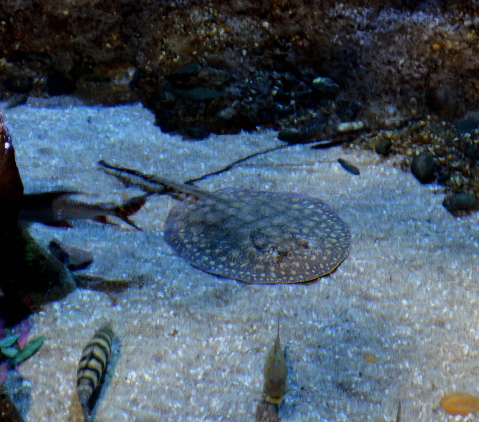 tiger top stingray