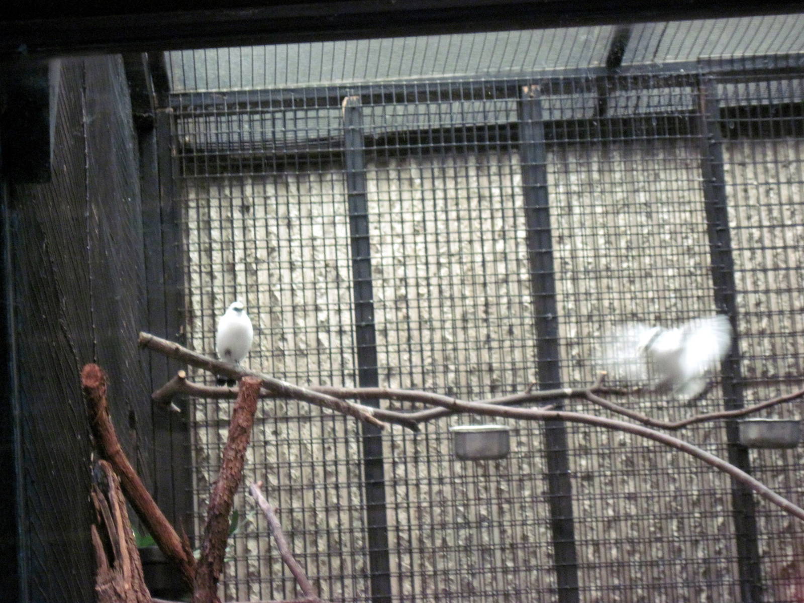 Tiger Trail-Bali Mynahs