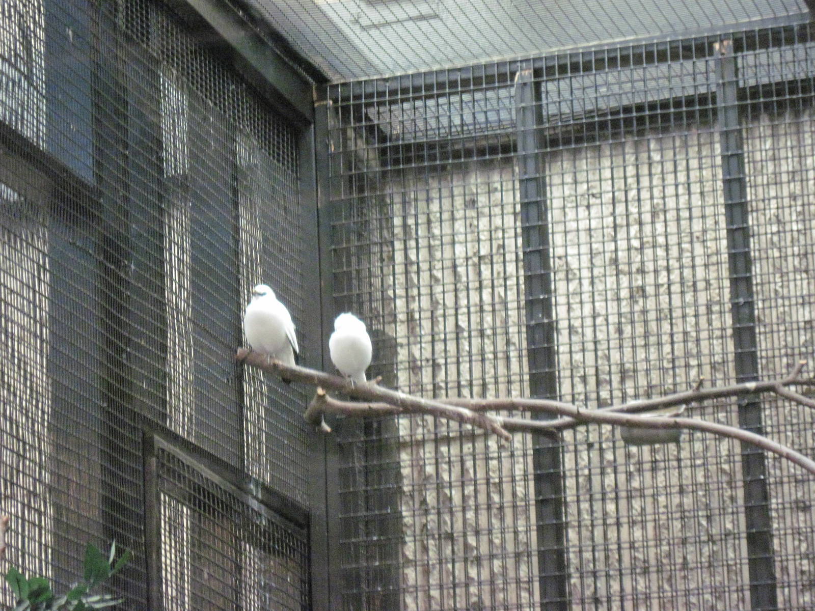 Tiger Trail-Bali Mynahs