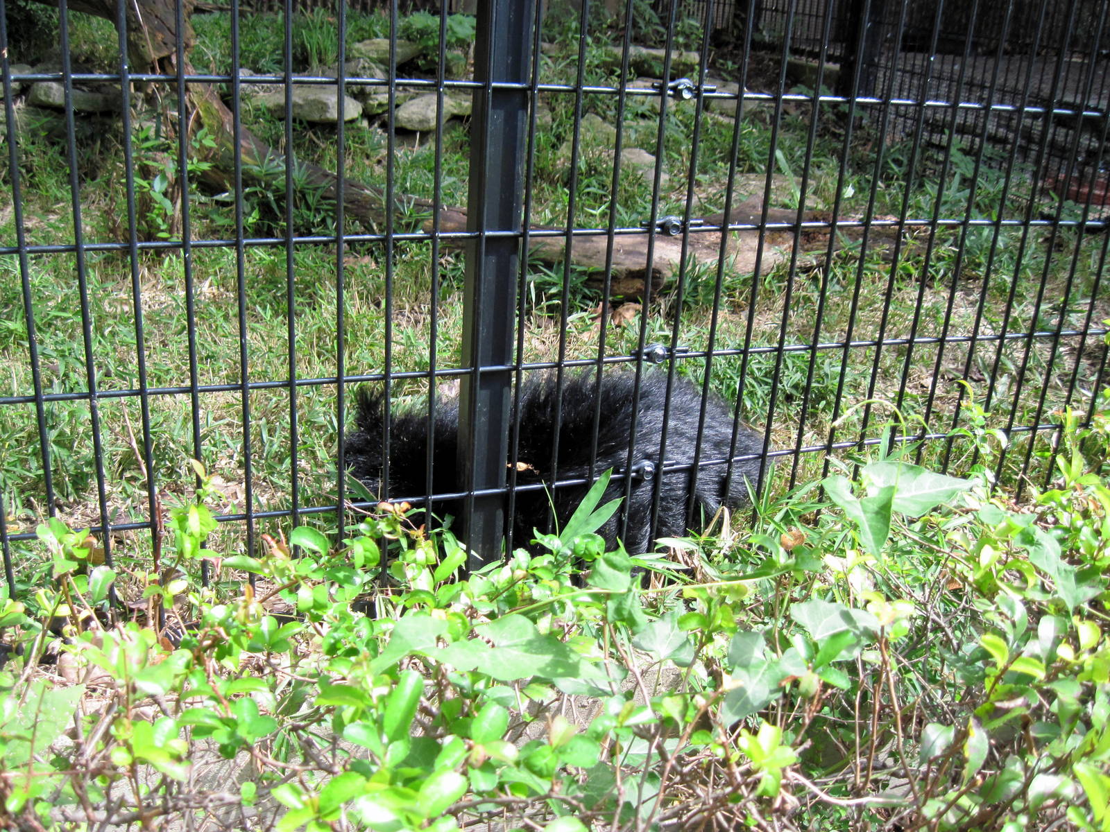 Tiger Trail-Binturong
