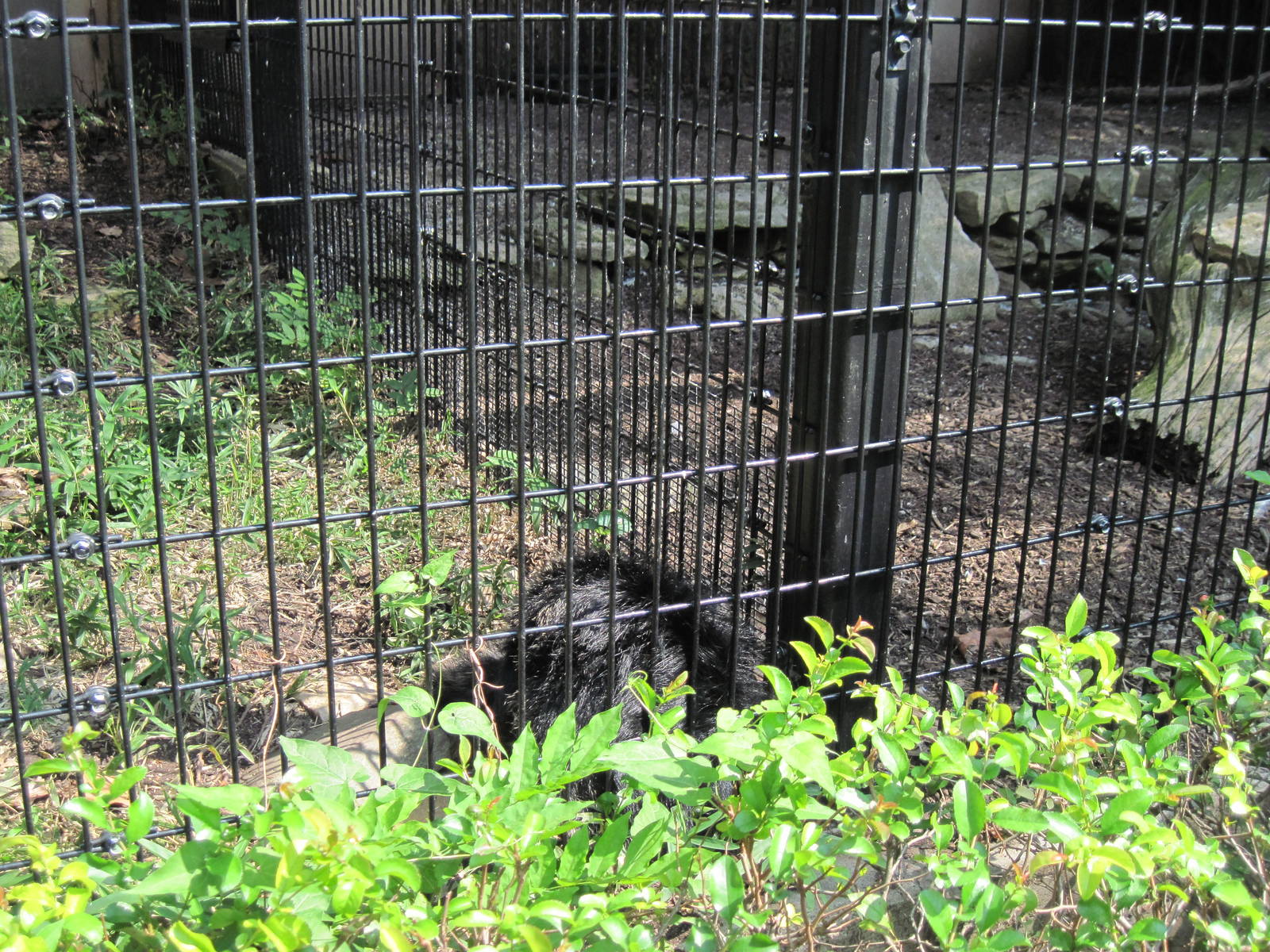 Tiger Trail-Binturong
