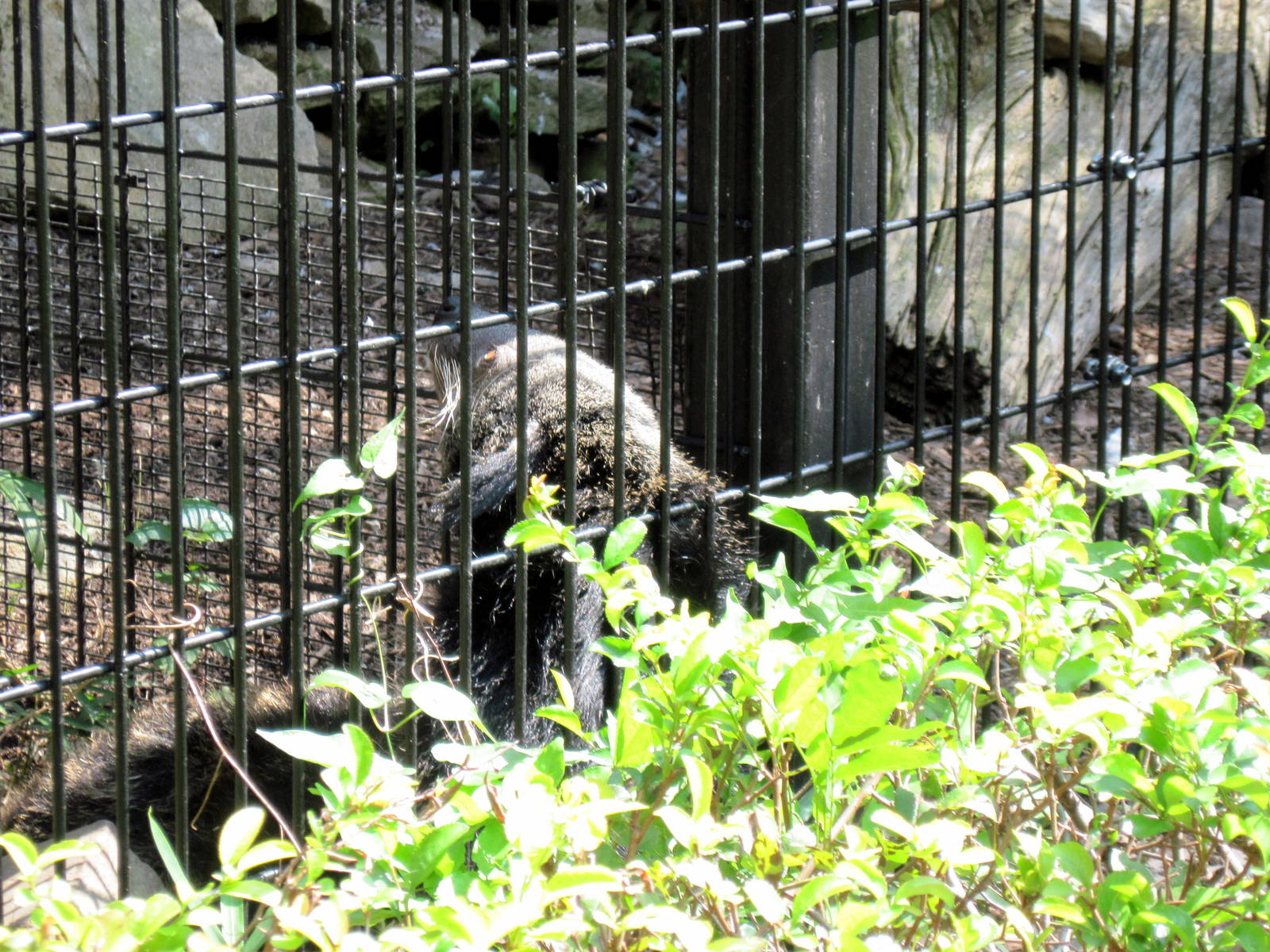 Tiger Trail-Binturong