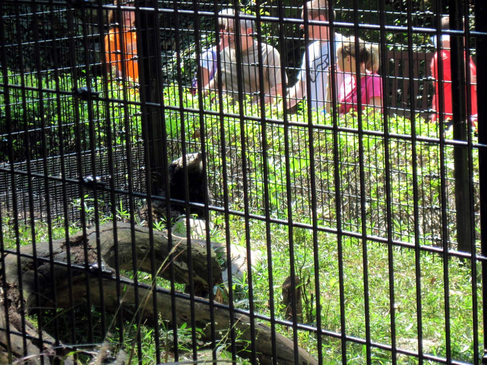 Tiger Trail-Binturong