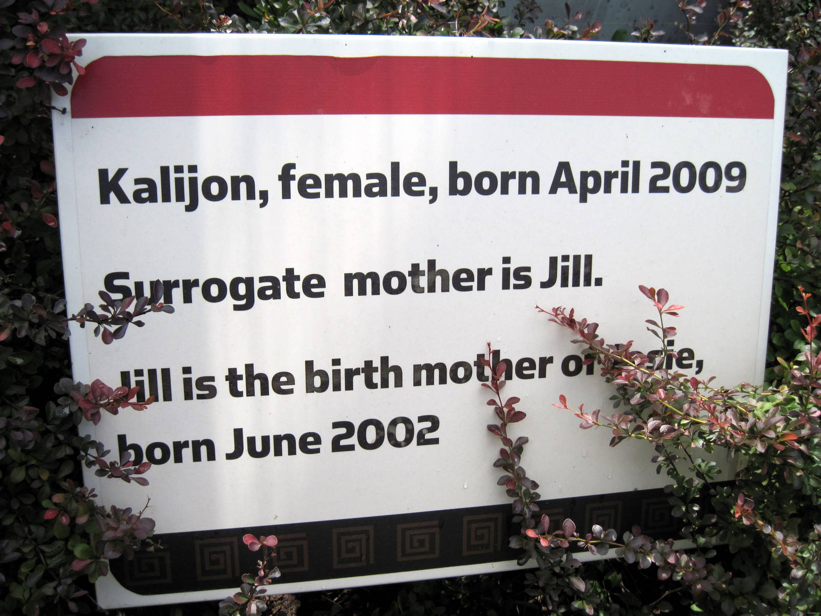 Tiger Trail-Bornean Orangutan Signage