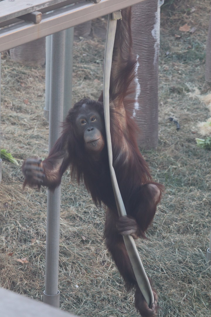 Tiger Trail - Bornean Orangutan