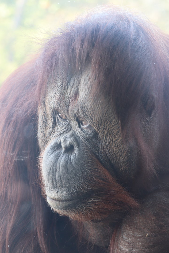 Tiger Trail - Bornean Orangutan
