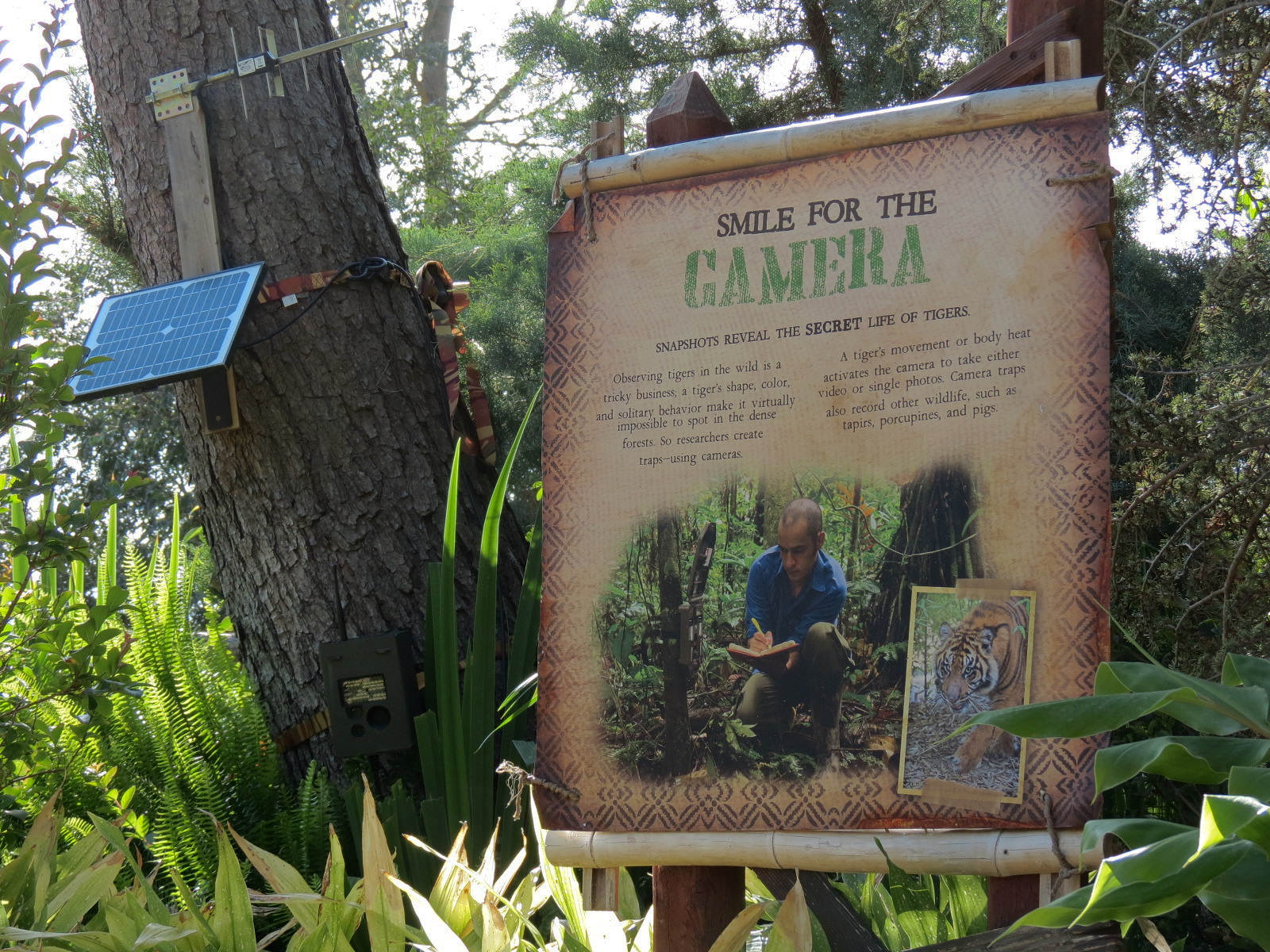 Tiger Trail - Camera Trap Interpretive Display
