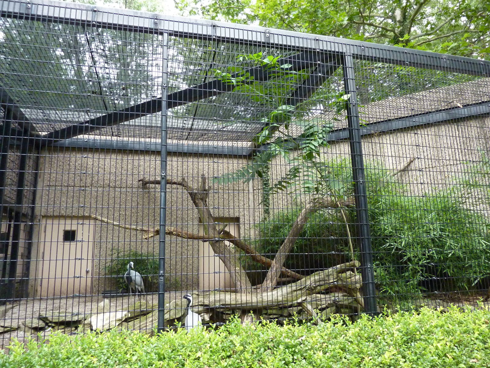 Tiger Trail - Demoiselle Crane Enclosure
