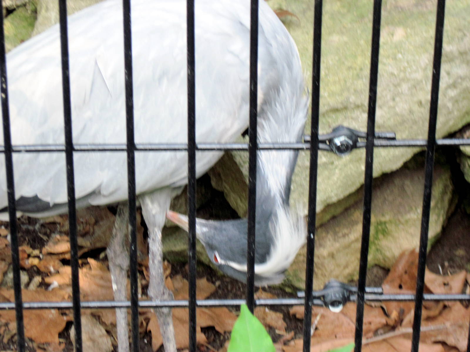 Tiger Trail-Demoiselle Crane