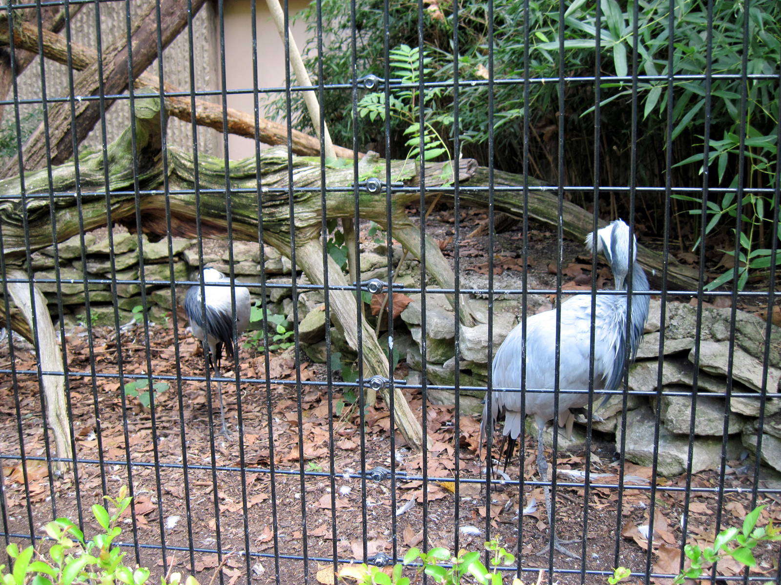 Tiger Trail-Demoiselle Cranes