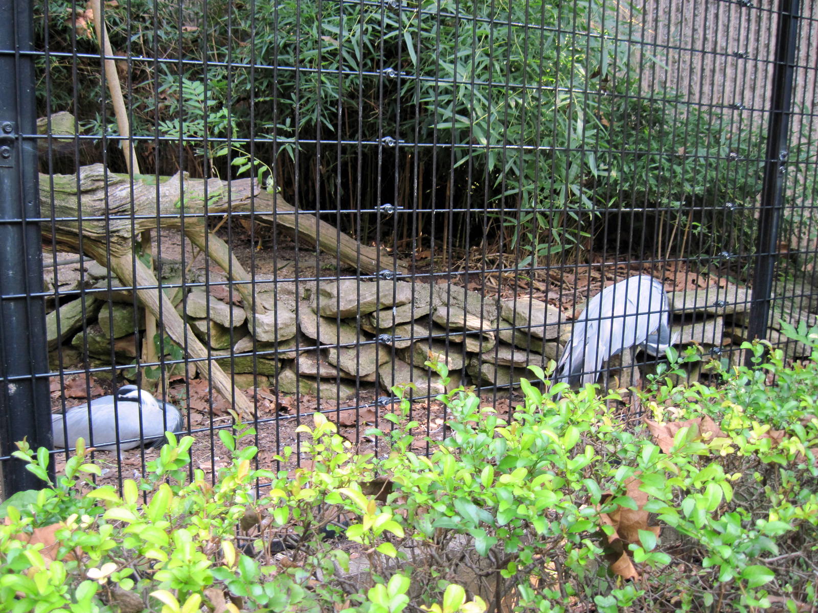 Tiger Trail-Demoiselle Cranes