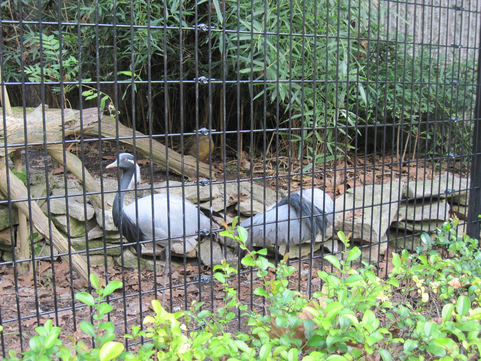 Tiger Trail-Demoiselle Cranes