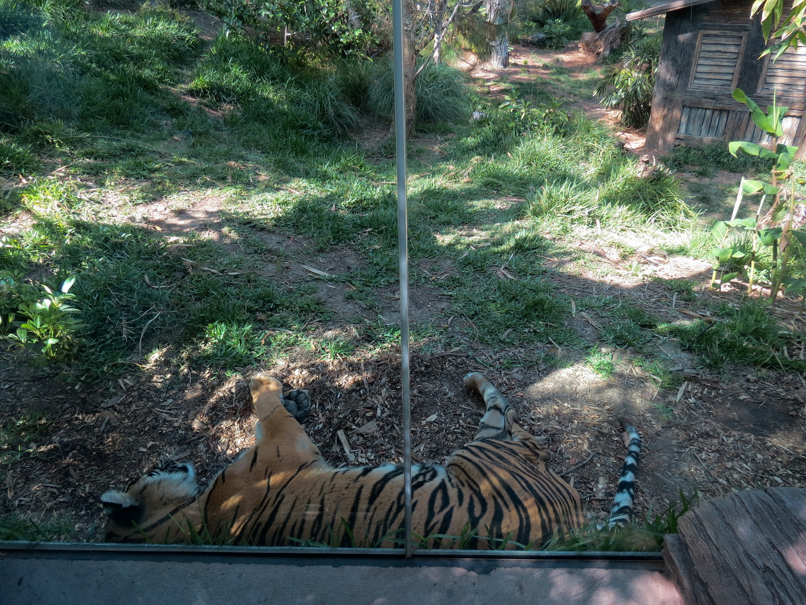 Tiger Trail - First Sumatran Tiger Exhibit