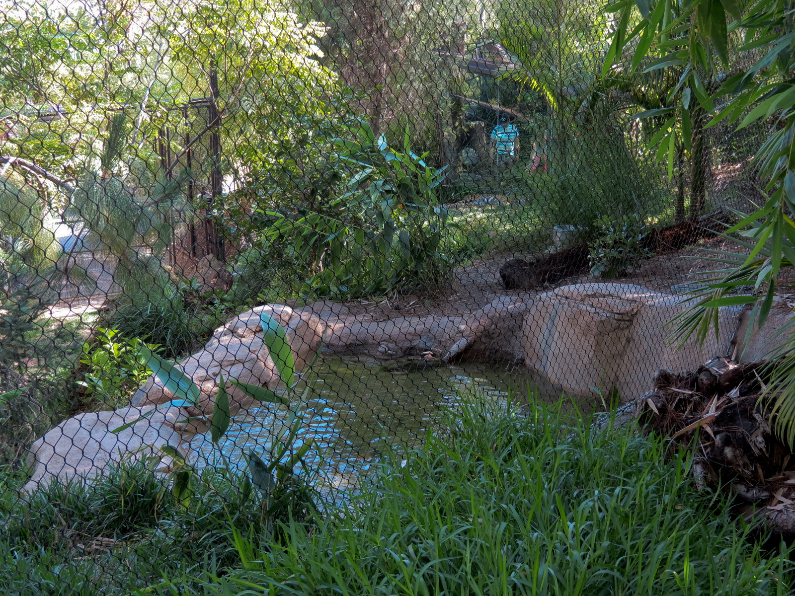 Tiger Trail - First Sumatran Tiger Exhibit