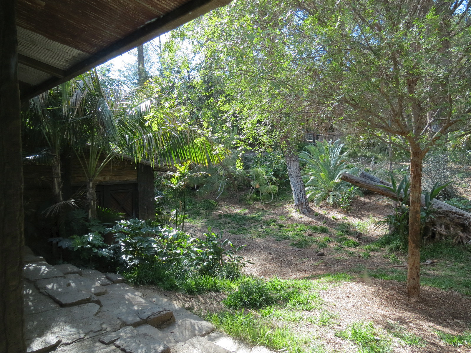 Tiger Trail - First Sumatran Tiger Exhibit