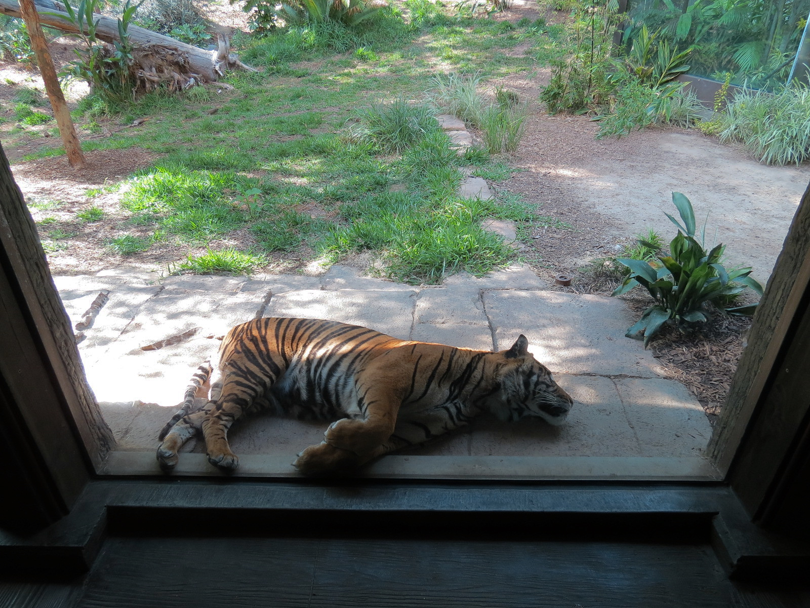 Tiger Trail - First Sumatran Tiger Exhibit
