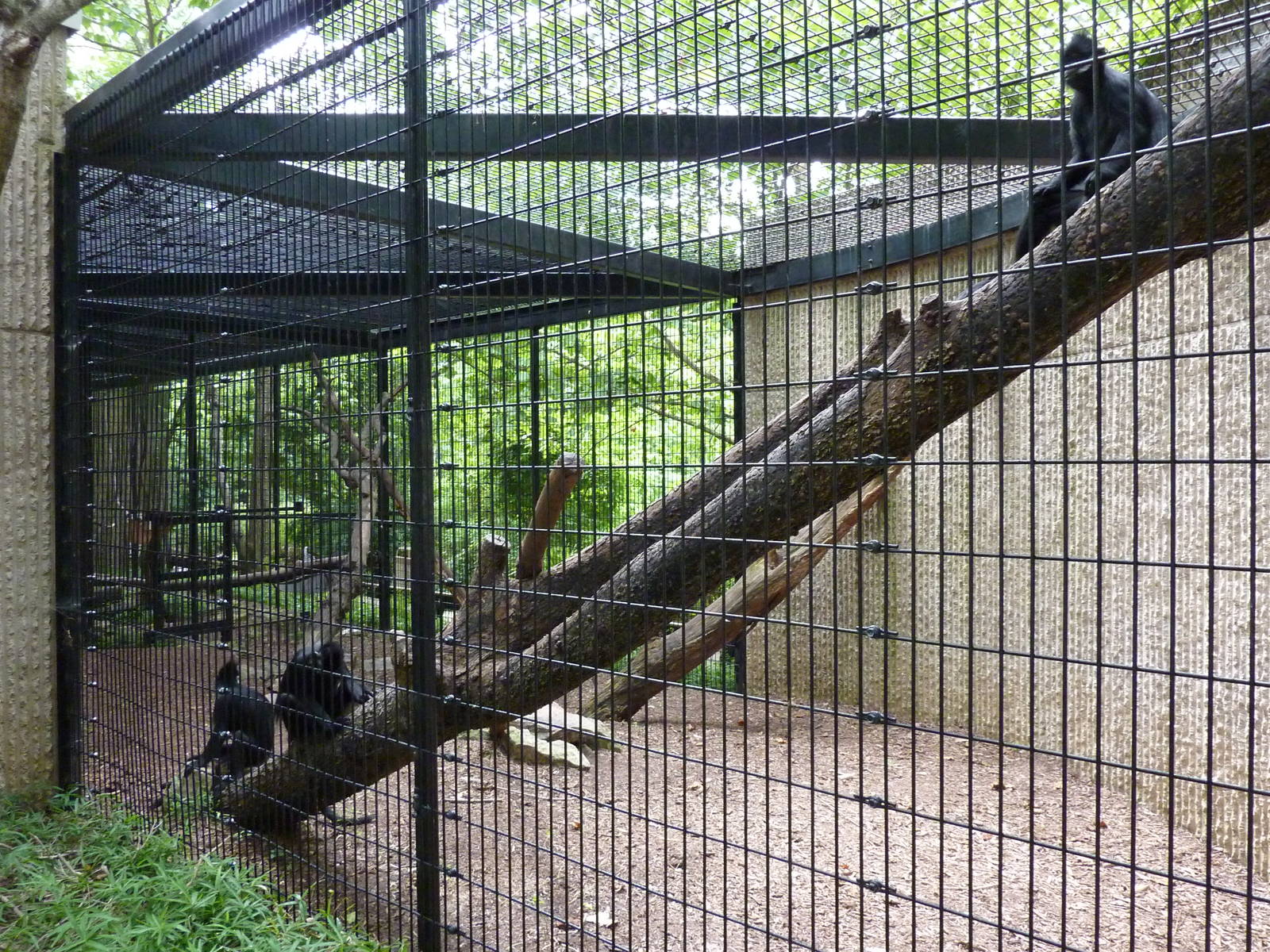 Tiger Trail - Francois Langur Enclosure