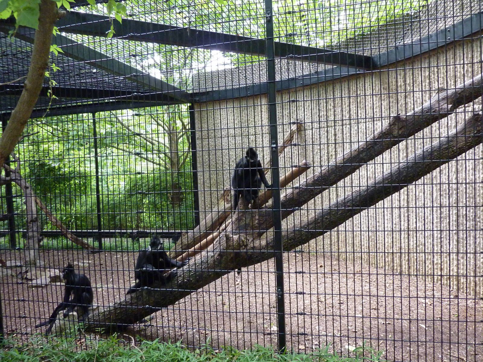 Tiger Trail - Francois Langur Enclosure
