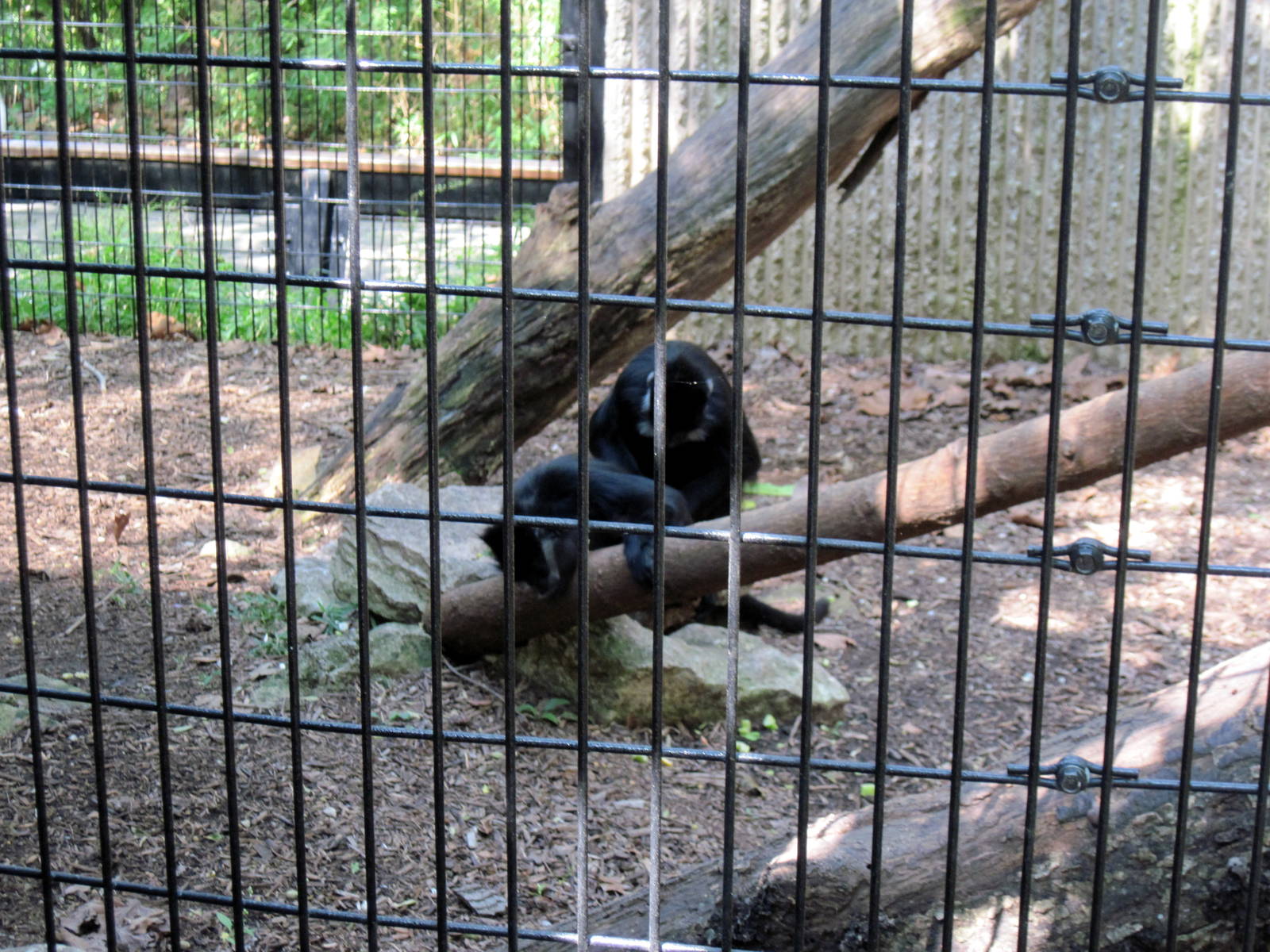 Tiger Trail-Francois Langur