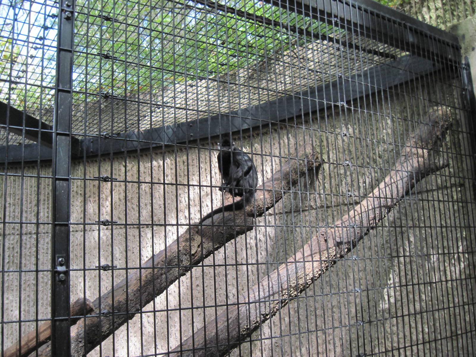 Tiger Trail-Francois Langur
