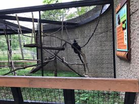 Tiger Trail- Francois Langur