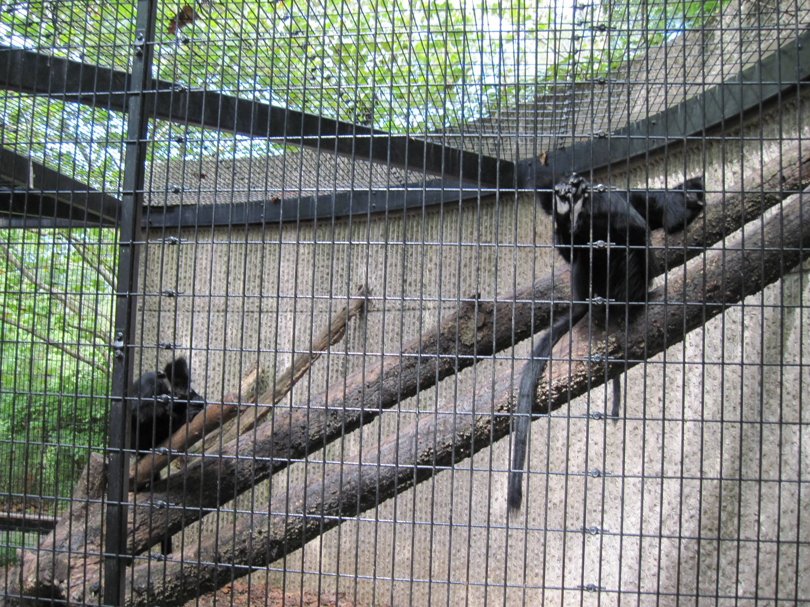 Tiger Trail-Francois Langurs