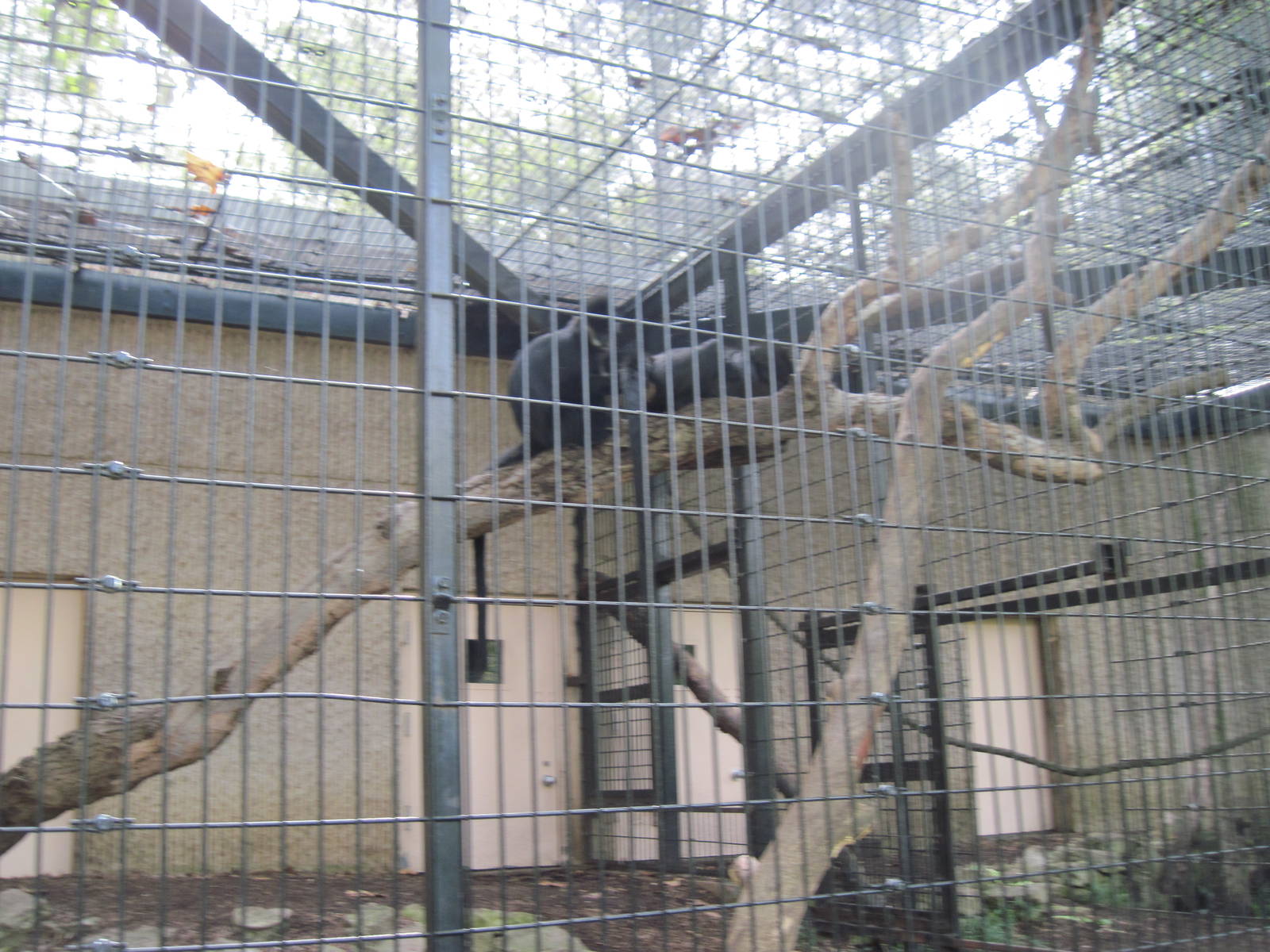 Tiger Trail-Francois Langurs