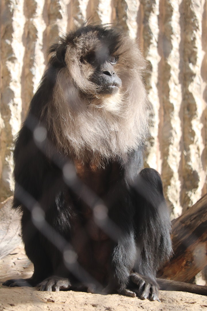 Tiger Trail - Lion-Tailed Macaque