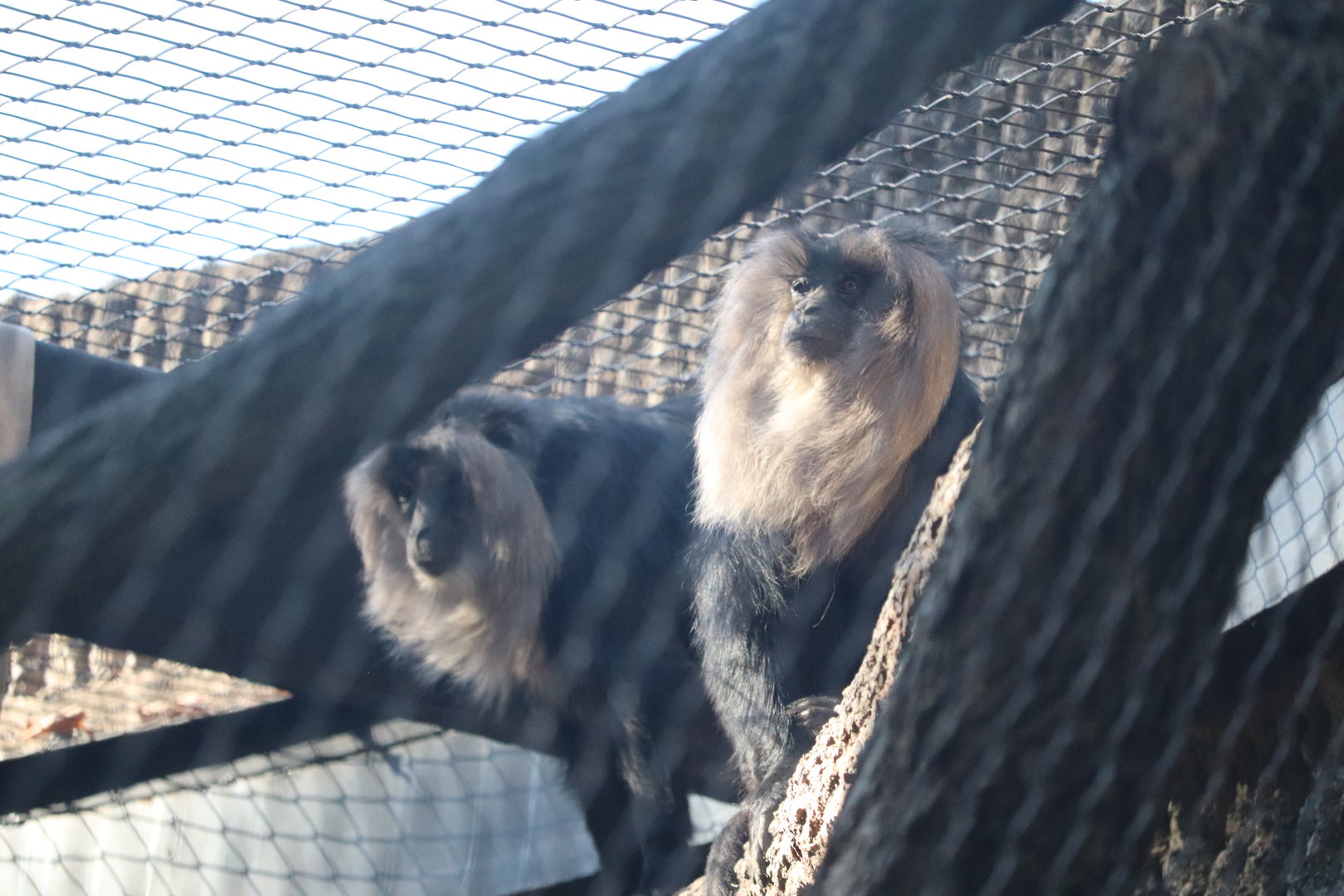 Tiger Trail - Lion-Tailed Macaque
