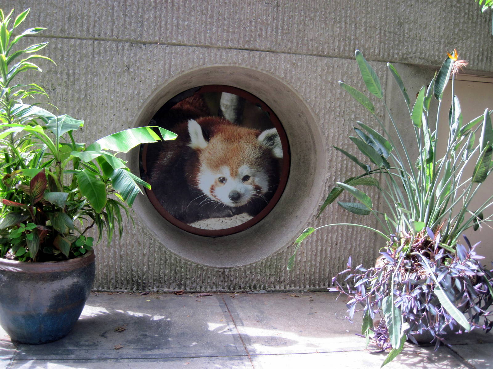 Tiger Trail-Photograph