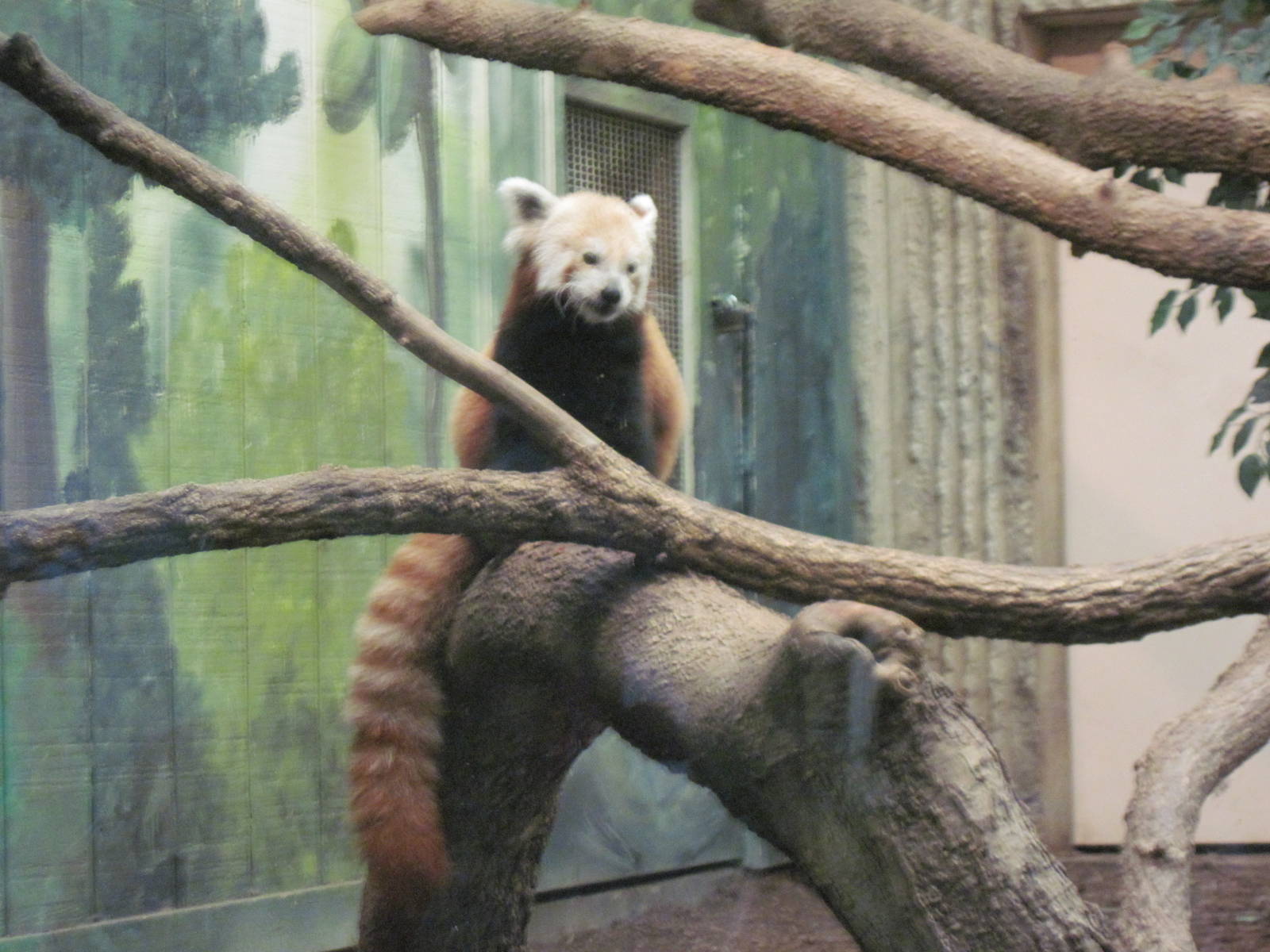 Tiger Trail-Red Panda