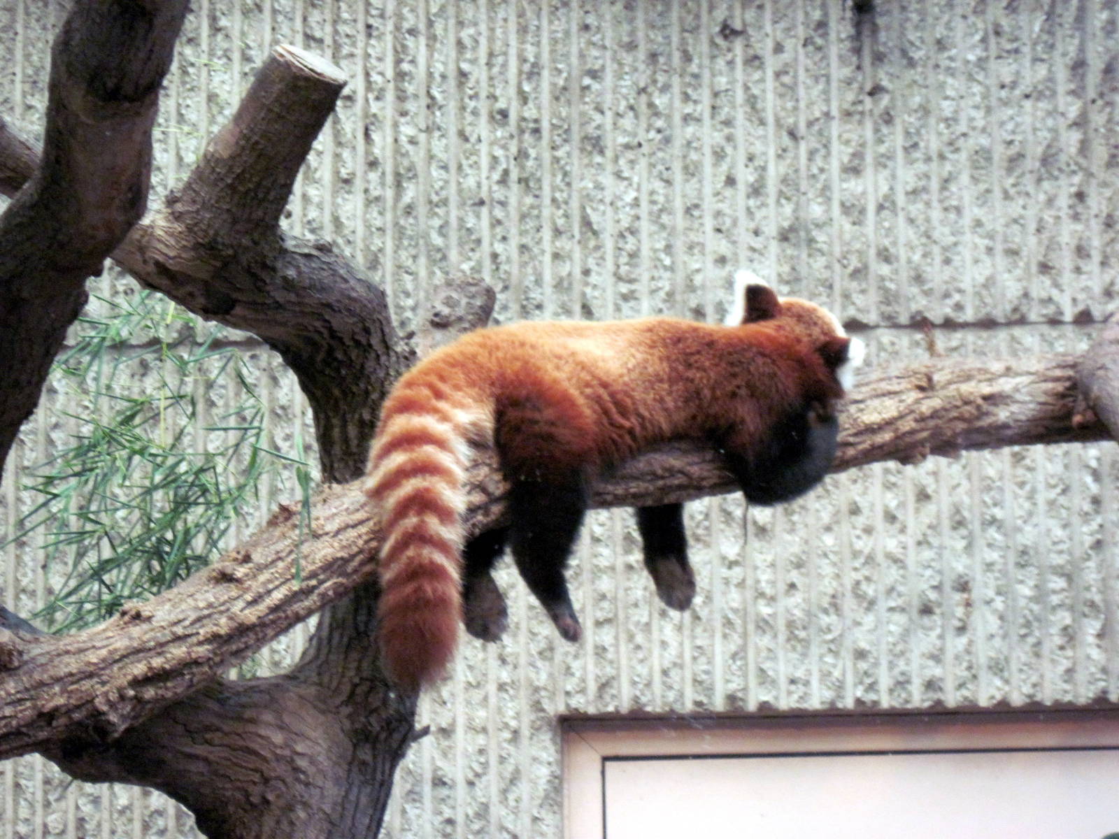 Tiger Trail-Red Panda