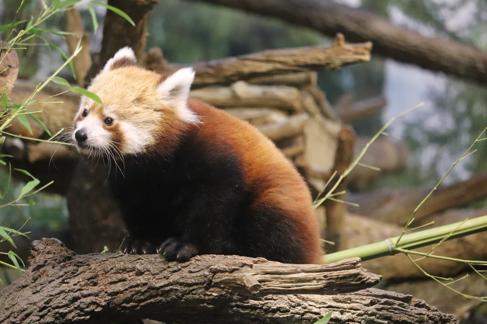 Tiger Trail - Red Panda
