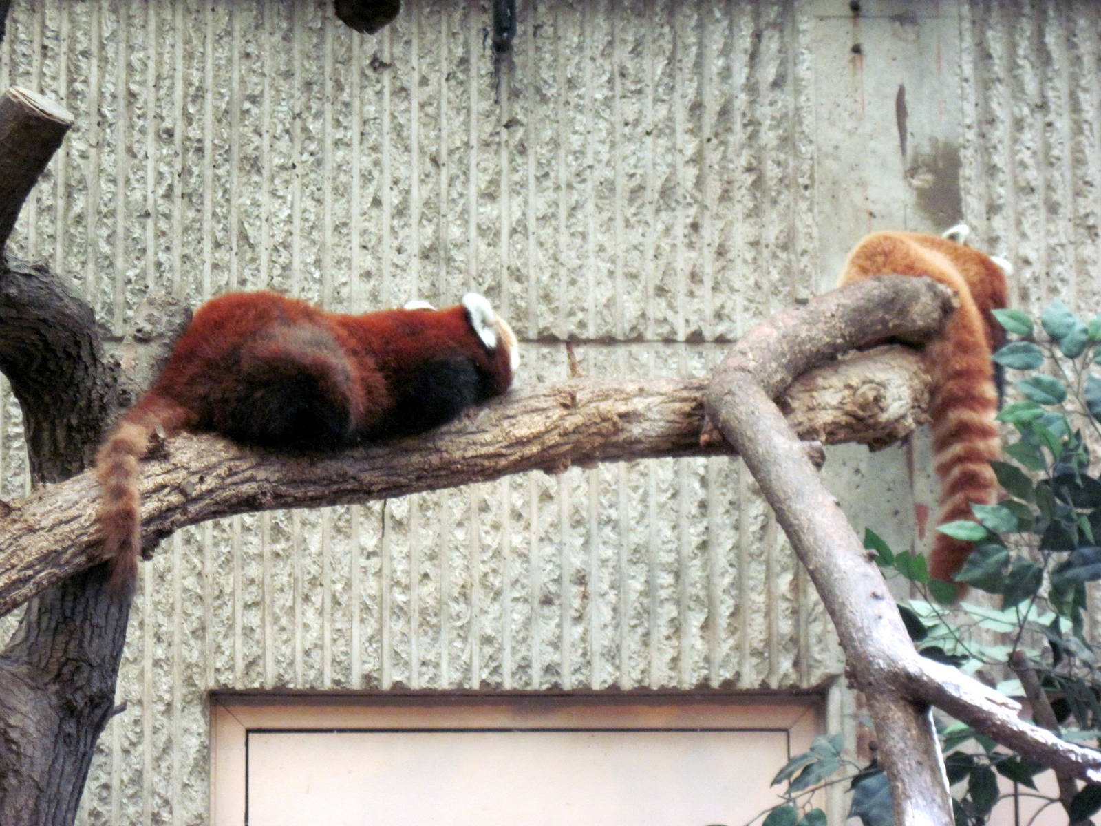 Tiger Trail-Red Pandas