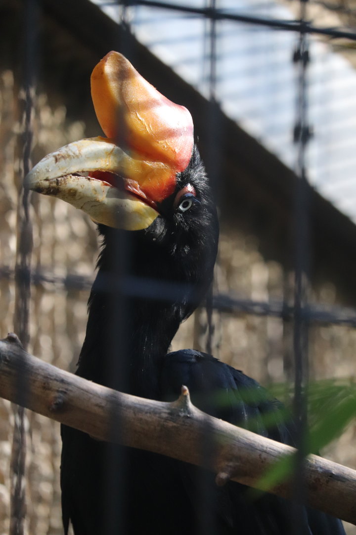 Tiger Trail - Rhinoceros Hornbill